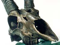 Impala Skull - Bronze Cast