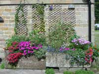 Studio - Bees and Flowers 2