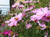 Studio - Bees and Flowers 1